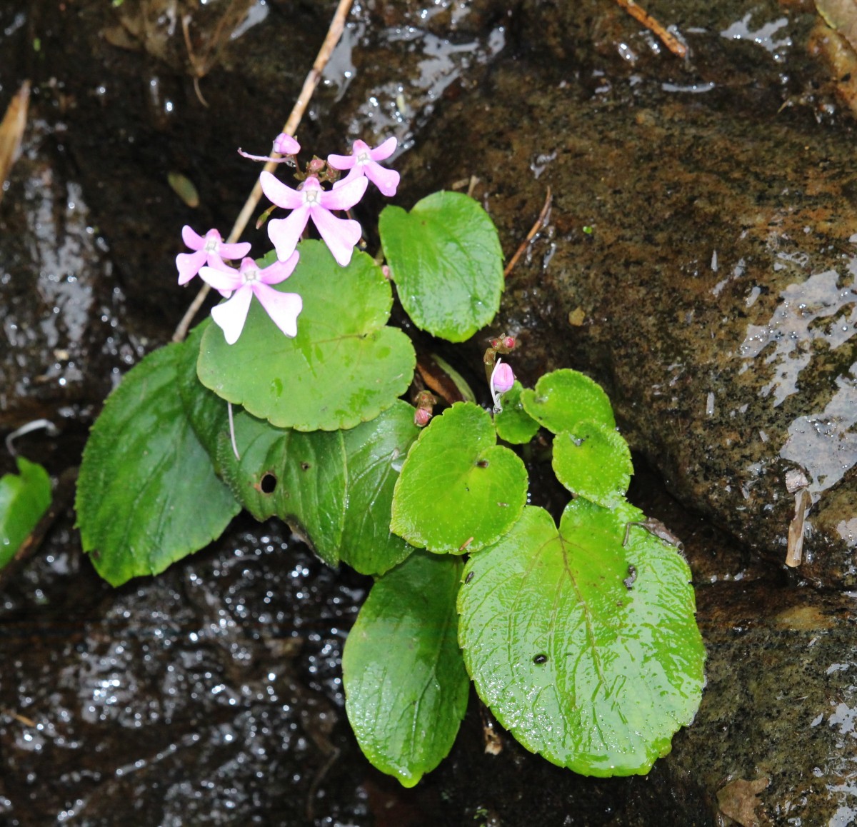 Impatiens acaulis Arn.